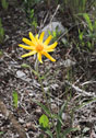 Arnica angustifolia